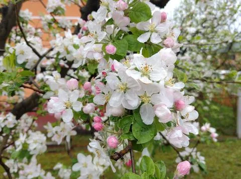 Flowering apple tree in the spring. Apple tree with flowers Photos