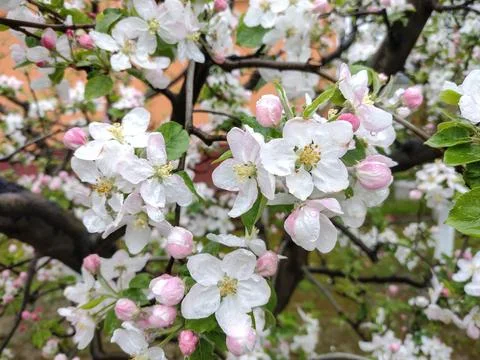 Flowering apple tree in the spring. Apple tree with flowers Photos
