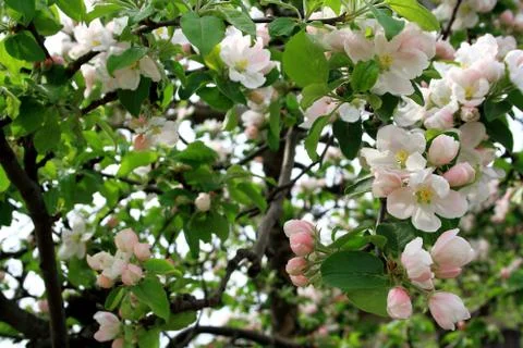 Flowering apple tree in spring as background Stock Photos