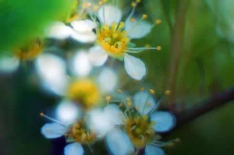 Flowering apple tree in spring. Blooming apple tree. Foto stock