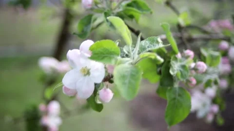 Flowering apple tree in spring with branches with sun flares on background Stock Footage 168128182