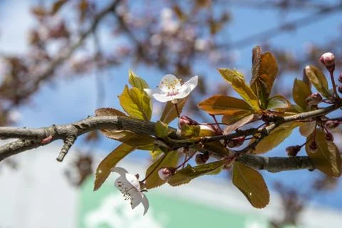 Flowering Apple tree, spring flowering in the garden, pistils and stamens 스톡 사진