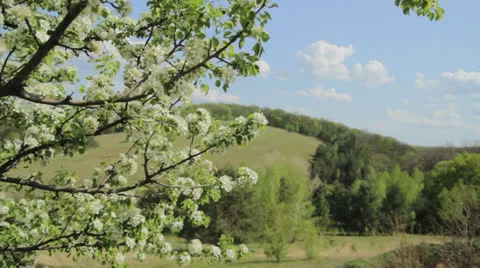 Flowering apple tree in spring Stock Footage 24739752