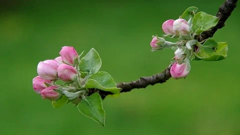 Flowering apple tree in spring Stock Footage 70140212