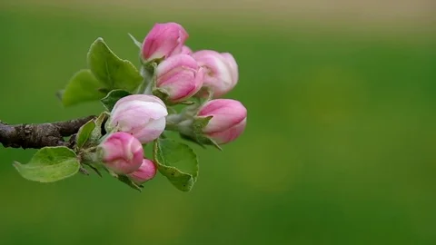 Flowering apple tree in spring Stock Footage 70140374