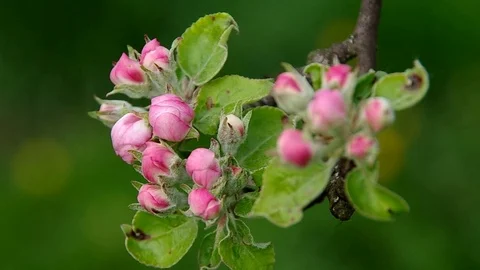 Flowering apple tree in spring Stock Footage 70140398
