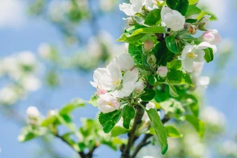 Flowering of an apple tree in a spring garden Stock-Fotos