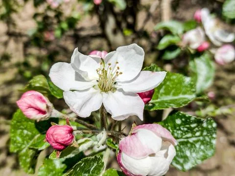 Flowering apple tree in the spring - Maramures, Romania 写真素材