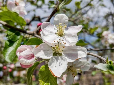 Flowering apple tree in the spring - Maramures, Romania Photos