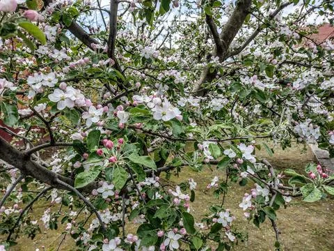 Flowering apple tree in the spring - Maramures, Romania Фото