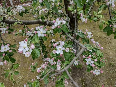 Flowering apple tree in the spring - Maramures, Romania Fotos de archivo