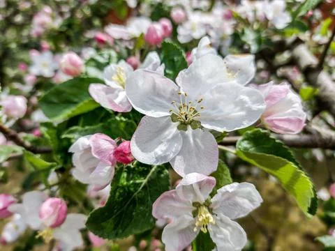 Flowering apple tree in the spring - Maramures, Romania Фото