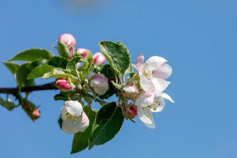 Flowering apple tree in spring 写真素材