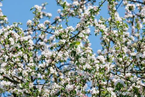 Flowering apple tree in spring Stock Photos