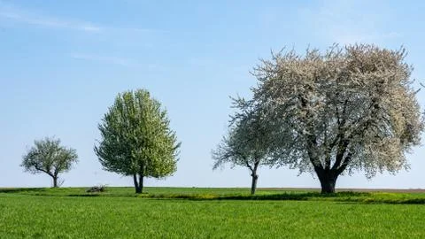 Flowering apple trees during springtime in frankfurt Stock Photos