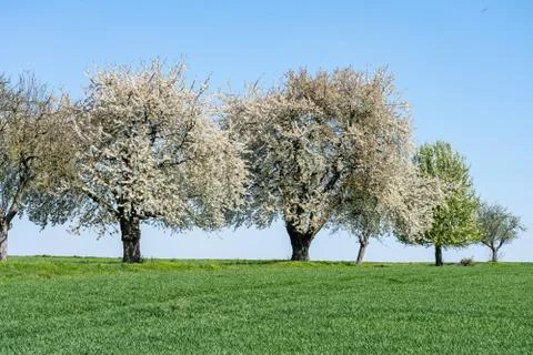 Flowering apple trees during springtime in frankfurt Stock Photos