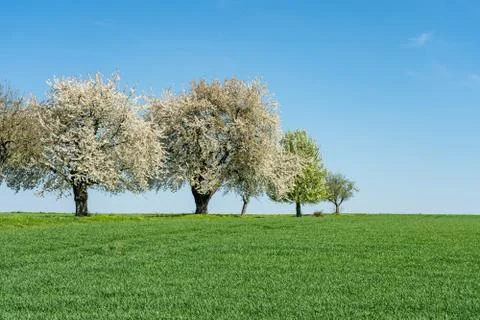 Flowering apple trees during springtime in frankfurt Stock Photos