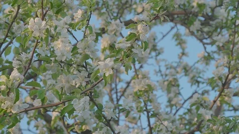Flowering Apple trees Stock Footage 89467767
