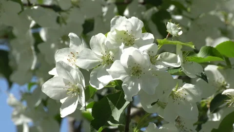 Flowering apple trees Video stock 111832765