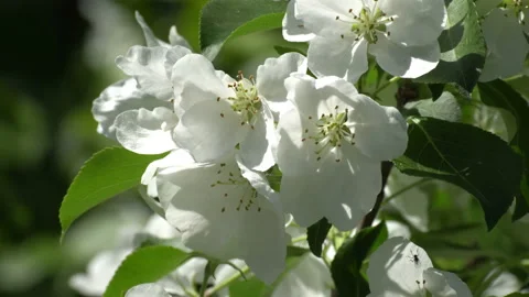 Flowering apple trees Video stock 111850671