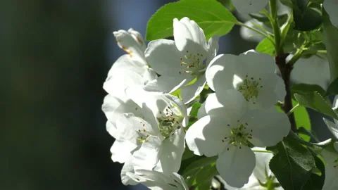 Flowering apple trees Video stock 111850750
