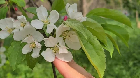 Flowering Apple Trees  Stock Footage 155089832