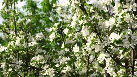 Flowering apple trees. Orchard. Slow motion Video stock 89766538