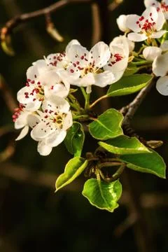 Flowering Apple trees Stock Photos