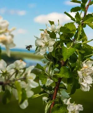 Flowering apple trees Stock Photos