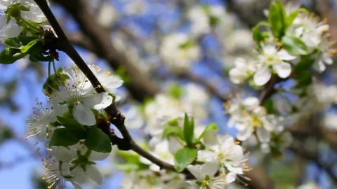 Flowering Apple trees. Spring. Background Stock Footage 75159741