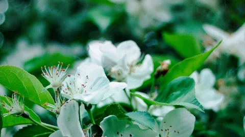 Flowering apple trees. Spring Stock Footage 114586313