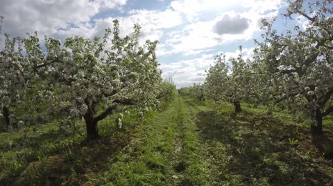 Flowering apple trees, time lapse 4K Video stock 58710689