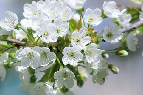 Flowering apple trees in the warm spring. Stock Photos