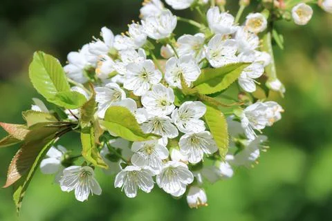 Flowering apple trees in the warm spring. Stock Photos