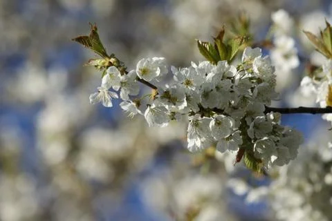 Flowering appletree Stock Photos