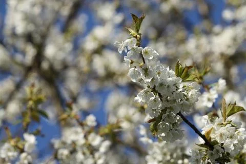 Flowering appletree Fotos de archivo