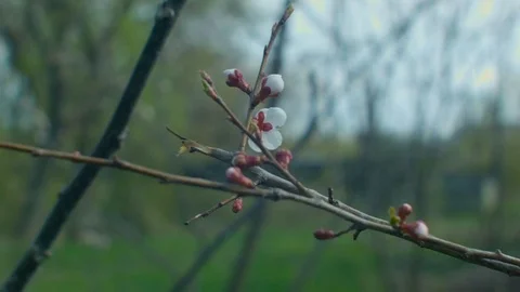 Flowering apricot branch Stock Footage