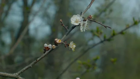Flowering apricot branch Stock Footage 74625618