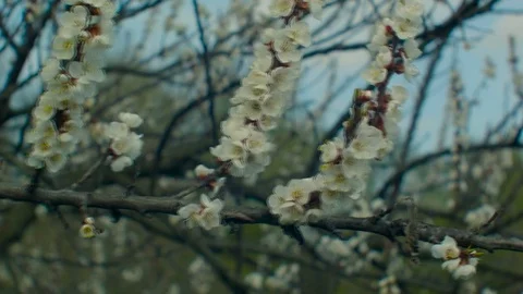 Flowering apricot branch Stock Footage 74626372