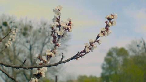 Flowering apricot branch Stock Footage 74629077