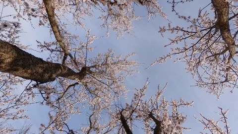 Flowering apricot branches from below Stock Footage 109237868