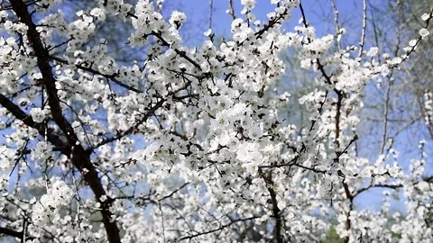 Flowering apricot on a clear spring day Видео 205062825
