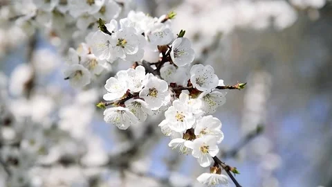 Flowering apricot on a clear spring day Stock Footage 205062835