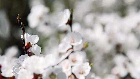 Flowering apricot on a clear spring day 库存影片 209146090
