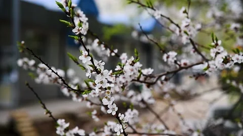 Flowering apricot on a clear spring day. 库存影片 238470021