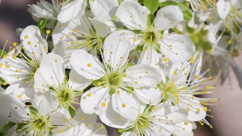 Flowering apricot close-up Stock Footage 75055639