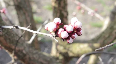 Flowering Apricot Vídeo Stock 49075327