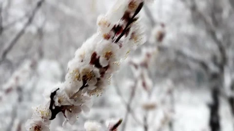 Flowering apricot fruit tree hit by rain and snow, abnormal cooling Stock Footage 237695444