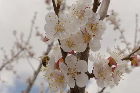 Flowering apricot Foto stock