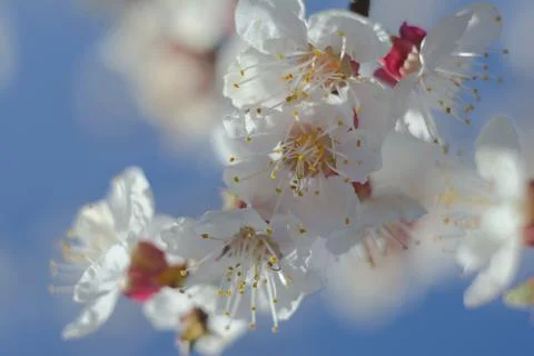 Flowering apricot Foto stock